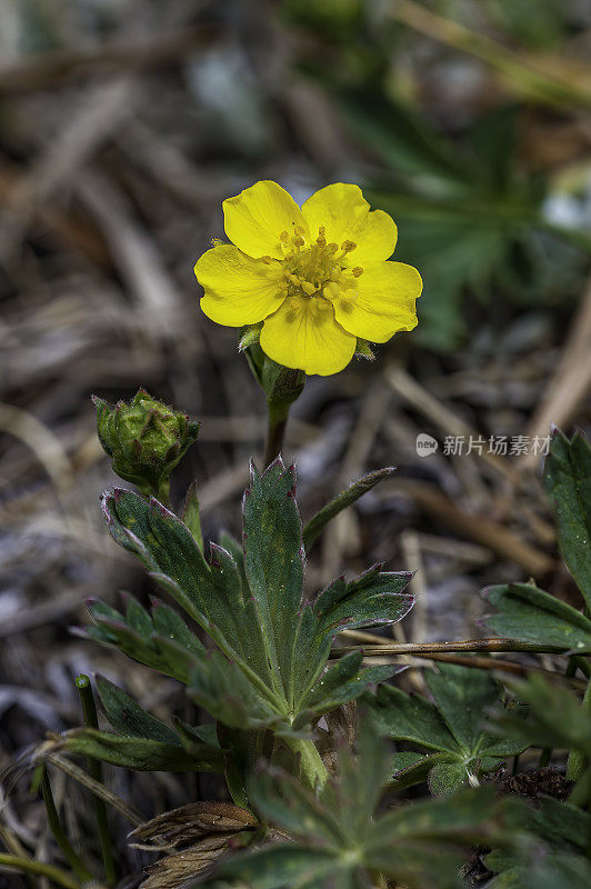 Potentilla wheeleri是一种五叶蕨，俗称Kern cinquefoil或Wheeler's cinquefoil。它原产于内华达山脉和加州附近的山脉。内华达山脉东侧，因约国家森林，麦基溪Ca